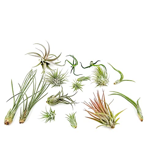 Ragnaroc Live Air Plants - Tillandsia Variety, Regular 1-3" - 15Ct - Live Arrival Guaranteed, House Plants For Home Decor & Gift #TOP3