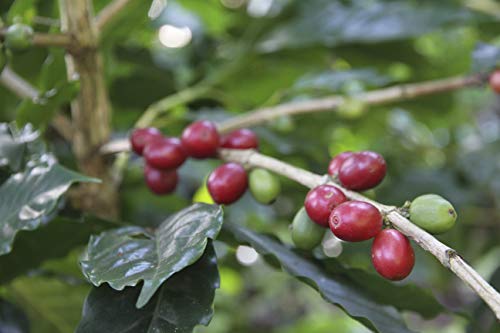 Caffè Corsini Compagnia dell'Arabica Caffè da