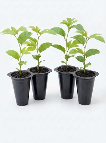 Passion Fruit Possum Purple Price Includes Four (4) Plants
