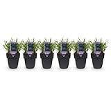 Lavandula Hidcote est une magnifique plante de haie qui non seulement embellit votre jardin avec ses fleurs violettes vives, mais diffuse également un délicieux parfum qui repousse les insectes et attire les papillons. Cette plante durable est parfaite pour les jardins formels et informels, ajoutant couleur et caractère toute la saison.