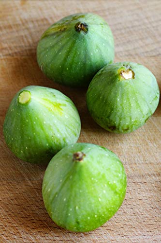 eGarden.store - Pianta vera di Fico o Fioreone o Ficus Carica diverse varietà 2 anni - Albero da frutta commestibile da coltivare in giardino o in vaso (Verdino)