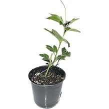 Passion Fruit Living Plant Cold Weather Hardy from Zone 2-13 Almost All Regions of USA in 4" pots from Cutting