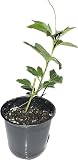 Passion Fruit Living Plant Cold Weather Hardy from Zone 2-13 Almost All Regions of USA in 4" pots (from Cutting)
