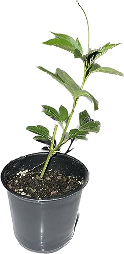 Passion Fruit Living Plant Cold Weather Hardy from Zone 2-13 Almost All Regions of USA in 4" pots (from Cutting)