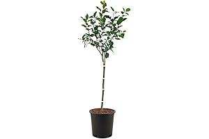 Honey Crisp Apple Tree, Deciduous, Fruit Bearing, Ornamental Value, Sweet & Tart...