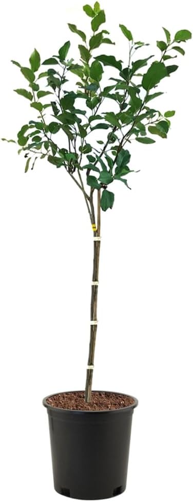 Honey Crisp Apple Tree, Deciduous, Fruit Bearing, Ornamental Value, Sweet & Tart Flavors, 5 gal, Nursery Pot, Due to Agricultural Laws, we Cannot Ship to (CA, AZ, AK, or HI)