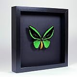 ornithoptera victoriae Mounted by our in-house entomologist