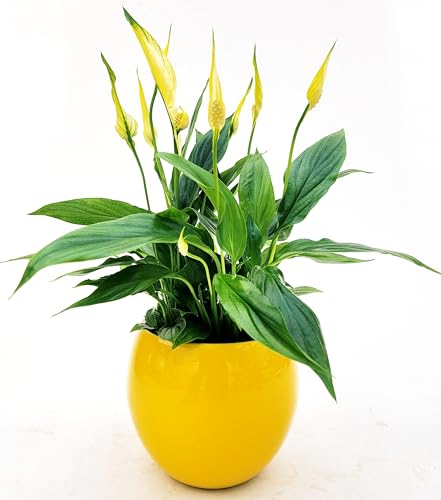 POWERS TO FLOWERS - SPATIFILLO MULTIFLORA COLOR LIFE GIALLO IN VASO CERAMICA GIALLO, VASO 12cm DIAMETRO, altezza 30CM, Pianta Vera