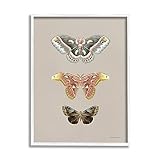 Stupell Industries Vintage Moth Specimens White Framed Giclee Art Design by Danhui Nai