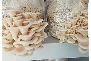 White Elm Oyster Mushroom Mycelium to Grow Gourmet and Medicinal Mushrooms