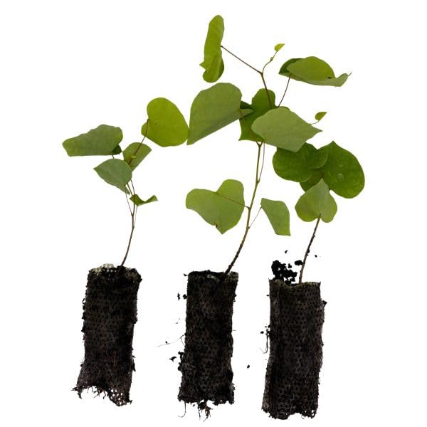 Eastern Redbud Live Flowering Tree Plug Seedlings | 6-12 | Arbor Day Foundation - (Due to Agricultural Laws Unavailable to AZ CA) (3-Pack)