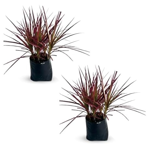 Dracaena Marginata Colorama (2-Pack) by LEAL PLANTS ECUADOR | Tri-Color Dragon Tree for Home & Office Décor | Vibrant Indoor Houseplant | Air-Purifying Madagascar Dragon Tree | Low-Maintenance Plant Cover