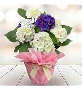 Amazon｜[World Fantasy Garden] ギフト 花 鉢植え あじさい 4号鉢 5