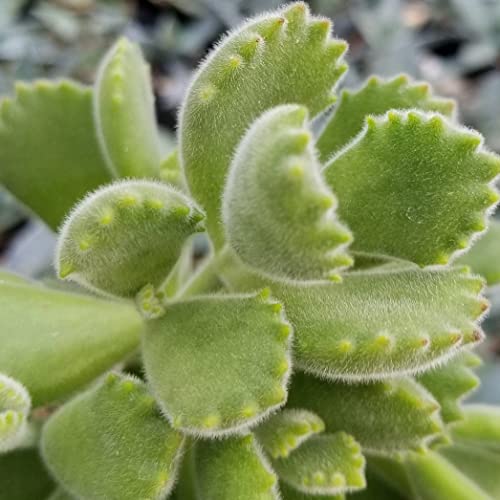 Cotyledon Ladismithiensis Cacti Cactus Succulent Real Live Plant #TOP5