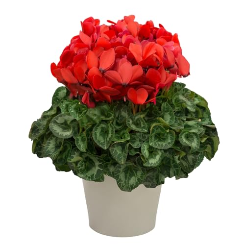 yڗIzVN 5 ybhn/i킨܂z Mtg 蕨 Ε 