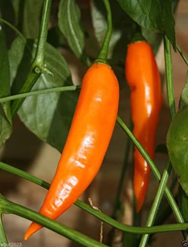10 Semi Aji Amarillo-peruviano giallo Chile Pepper-fresco, arrosto, secca, salse, pasta, salsa:Seeds