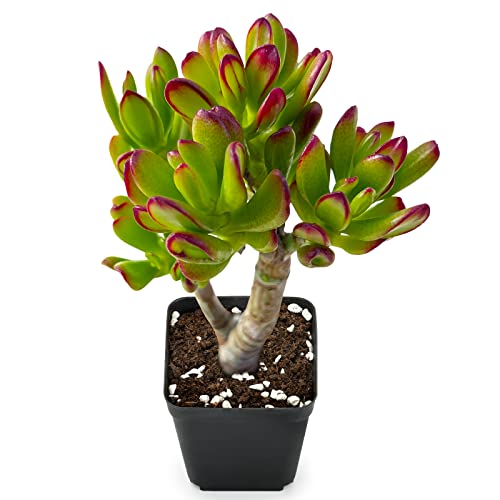 Sprout N Green Hobbit Jade - Crassula Ovata Hobbit, Rare Cute Succulent Plant Fully Rooted in 2" Pot