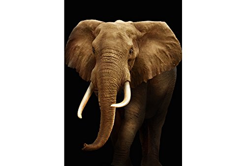 Magnet éléphant 3D original aimant décoration frigo insolite