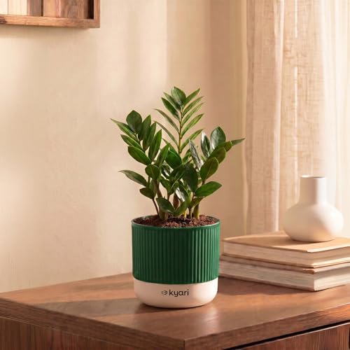Kyari Zamia ZZ Plant Indoor Live Plant with Green Self Watering P...