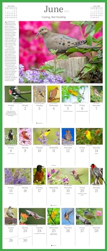 Audubon Songbirds and Other Backyard Birds Picture-A-Day(r) Wall Calendar 2025 - Image 4
