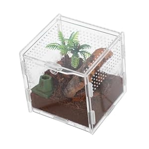 Peplaytal Gecko-Terrarium 431459HSW6V Transparent