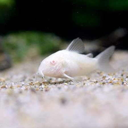 Amazon 熱帯魚 コリドラス アエネウス アルビノ ３匹 北海道 九州航空便要保温 Charm チャーム 観賞魚 水中生物 通販