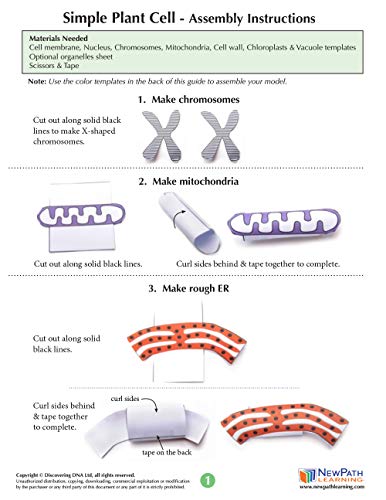 Image of NewPath Simple Plant Cell 3-D Paper Model Making Kit - Individual Student Edition (17-7731)