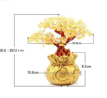 Amazon.co.jp: 【morningplace】 招財樹 金のなる木 開運 金運