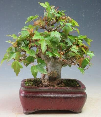 小品盆栽 楓（カエデ）【現品】（733816） 楓 盆栽 楓 かえで カエデ