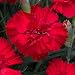 30+ Dianthus Scarlet Red Carnation Flower Seeds / Perennial
