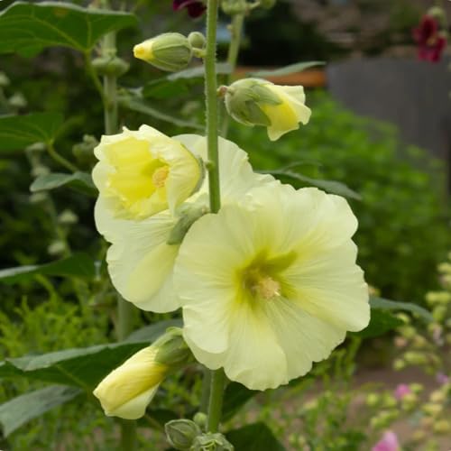 Cetechondra 100 gelbe Stockrose-Blumensamen