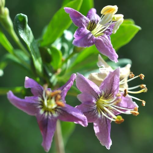 2 Goji Berry Plants Live, 12-15 Inch Tall, Red Goji Berry Bush Live Shrub to Grow Indoor Outdoor Home Garden