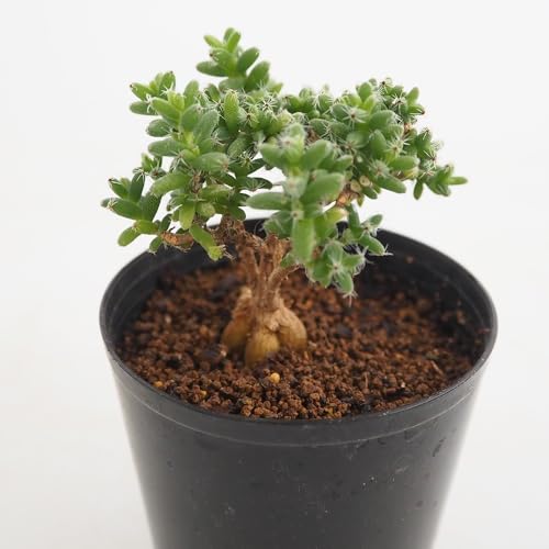 �h�s�`�m�r�d �g���R�f�B�A�f�} �u���{�X�� �P�g���� 2.5�� 1���� �����A�� �򍪐A�� �R�[�f�b�N�X �~�͕� �}�c�o�M�N�̒��� �w���FTrichodiadema bulbosum �^�C�v�F�n�}�~�Y�i�ȃg���R�f�B�A�f�}��