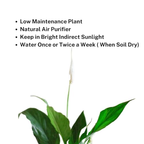 Image of Peace Lily Combo Plant | Live Indoor Flowering Spathiphyllum | Air Purifying Houseplant for Home and Office | Low Maintenance Decorative Plant for Gifting With Pot (PEACE LILY)