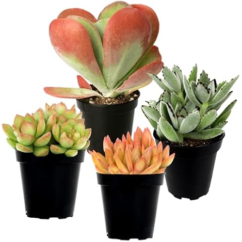 Altman Plants Desert Fire Live Succulents 4-Pack, Mini Plants Succulent Mix, Live Plants, Mini Succulents, House Plants, Live Succulent Plants, Outdoor & Indoor Plants for Event, Wedding, Kid Crafts Cover
