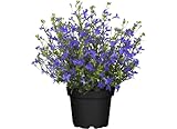 Lobelia Natural Planta de Exterior para Traer la Frescura de la Primavera a tu Patio