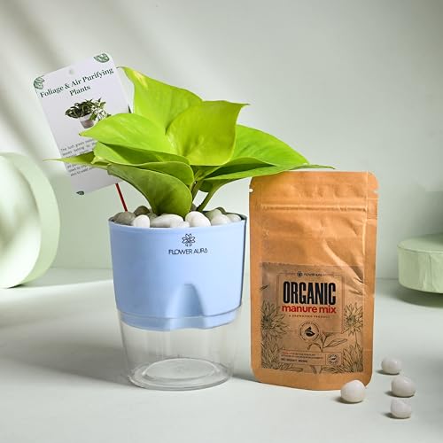 Image of FlowerAura Air Purify Live Indoor Golden Money Plant In Blue Self Watering Pot With Manure For Living Room, Balcony, Home /Office Decor | Premium Gifting | Improving Air Quality | Reducing Stress