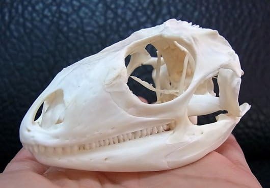 良品！グリーンイグアナの頭骨 Mサイズ（8.5ｃｍ） Amazon.co.jp: 29,700円 良品！グリーンイグアナの頭骨 Mサイズ（8.5