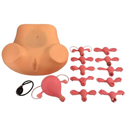 Modèle d'utérus interchangeable AMITD idéal pour les cours de médecine - 2