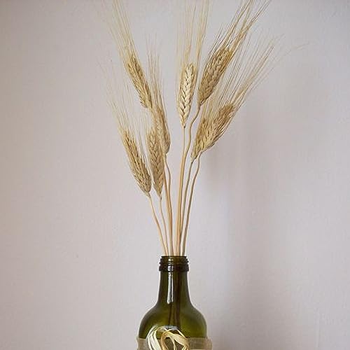 Image of XTORE Dried 10 Pcs Wheat Grass for Home Decoration (Pack of 10)