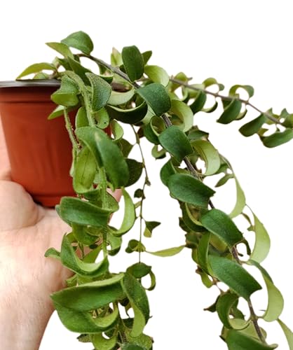 Aeschynanthus lobbianus Eschinanto Rasta pianta da interno pendente con fiori vaso 10 cm