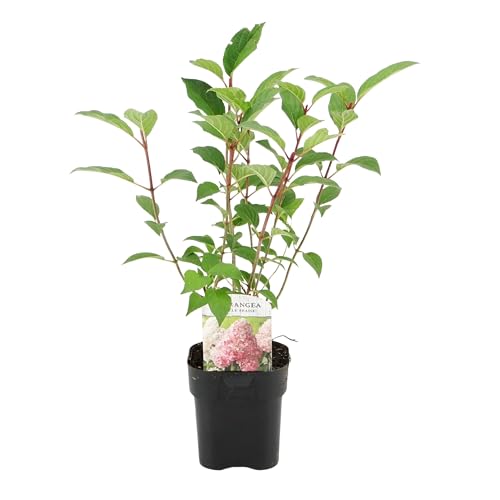 Green boutiQ - Hortensia Panachée - Hydrangea panniculata Vanille Fraise - Fleurs Blanches Roses - 1 Plante - Feuillage Caduc - Grandes Fleurs - Pot 17cm Hauteur 50cm