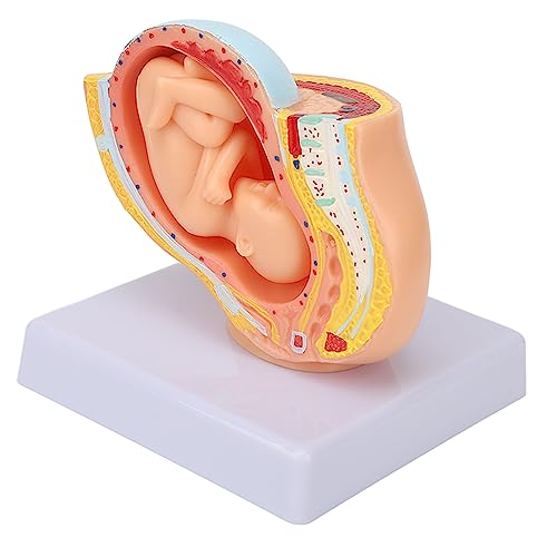 Image of Teaching Model,Pregnant Woman Anatomical Pelvis Model Removable Pregnancy 9 Months Baby Fetus Model Pregnant Pelvis Section Model for Teaching Aid for Science Classroom Study Display Teaching Model