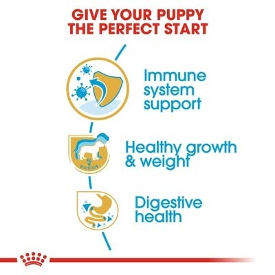 Royal Canin Labrador Junior Labrador-Futter für junge Labradore.