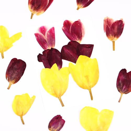 6Pcs Tulips Flores Presionadas Secas para Manualidades miniatura 1