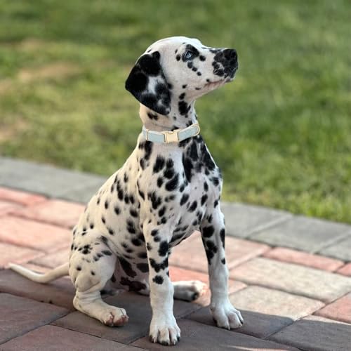 YUDOTE Ultra-weiches Hundehalsband aus natürlicher Baumwolle mit Twillgewebe für Mittel Hunde mit empfindlicher Haut,Hellblau