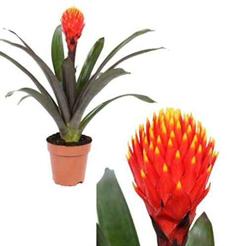 POWERS TO FLOWERS - GUZMANIA CONIFERA, BROMELIA TALA, pianta vera