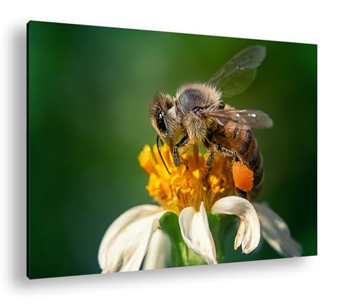 Tableau abeille et fleur blanche deyoli pour une décoration de salon zen et lumineuse