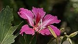 Lila Orchideen-Baum, Bauhinia Purpurea, Baum 10 Samen (Fragrant)