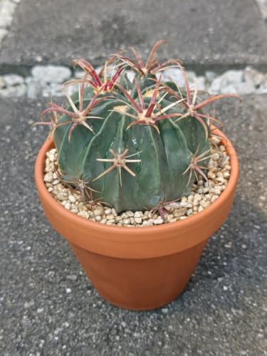 柱サボテン 2本植え 観葉植物 トゲ有り竜神木 ドライガーデン 柱